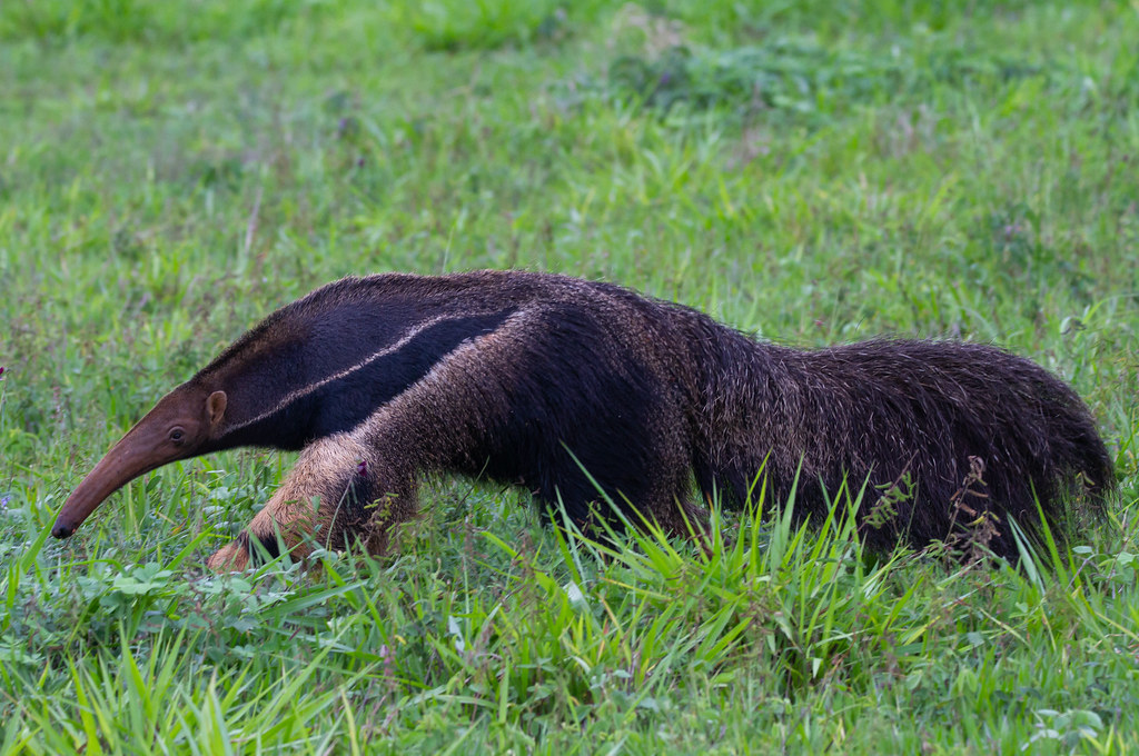Tamanduá Bandeira / giant anteater (Myrmecophaga tridactyla)