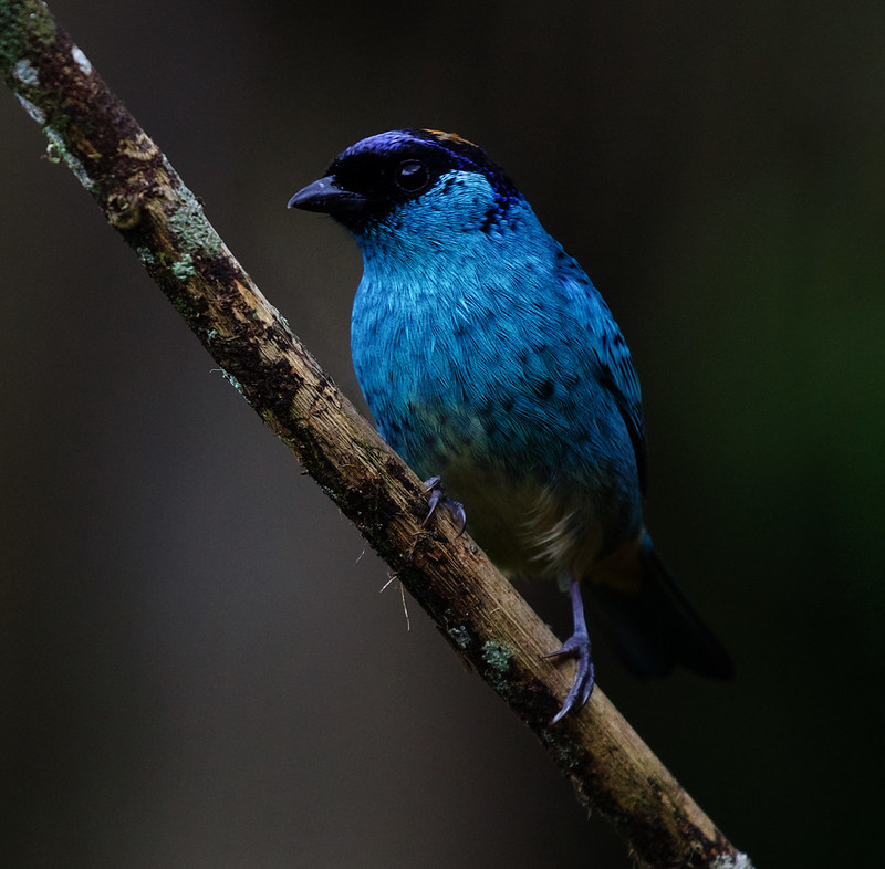 Golden-naped Tanager_Chalcothraupis ruficervix_Ascanio_W AAndes Colombia_DZ3A6817