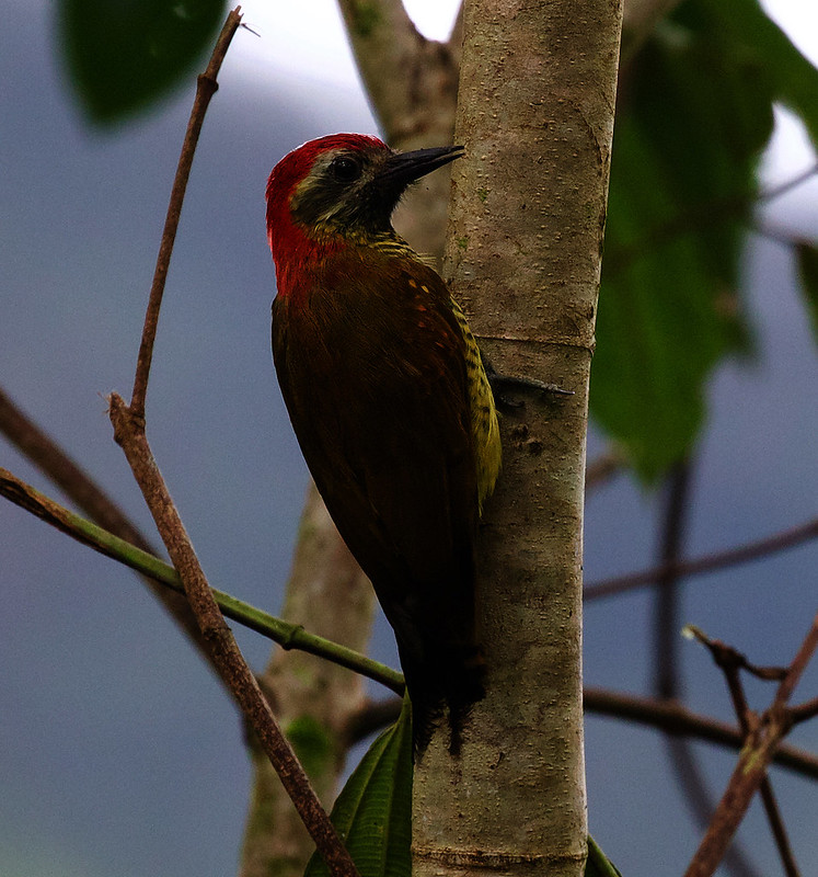 Yellow-vented Woodpecker_Dryobates dignus_Ascanio_Andes W Venezuela_DZ3A6718