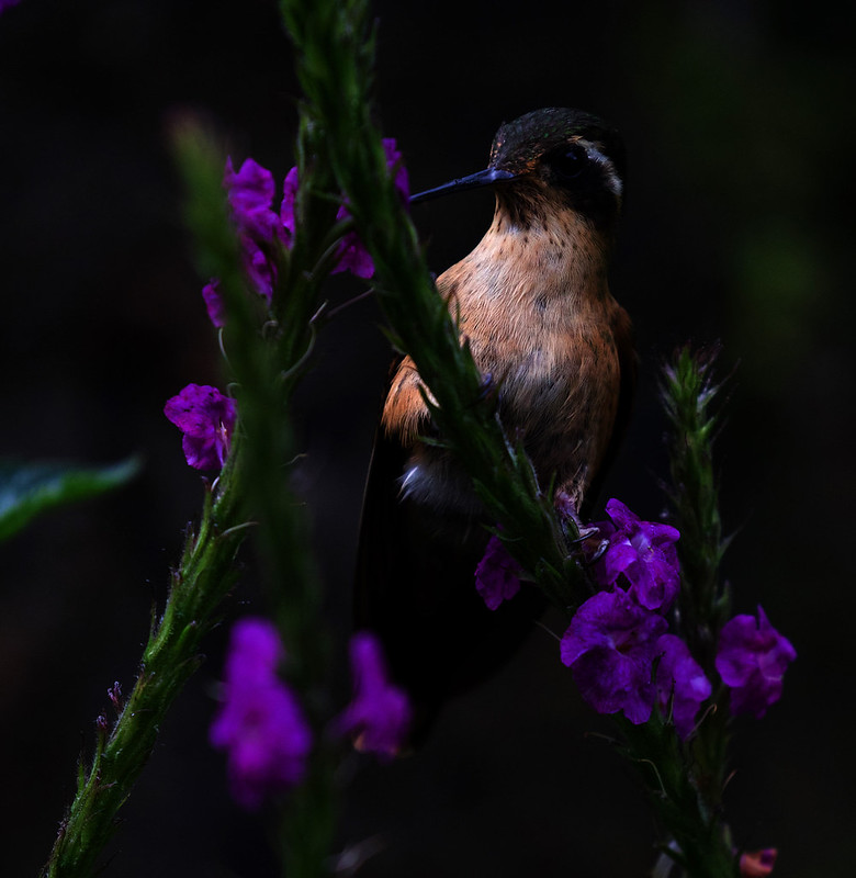 Speckled Hummingbird_Adelomyias melanogenys_Ascanio_W Andes Colombia_DZ3A6742