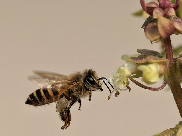 Bee with sac of pollens