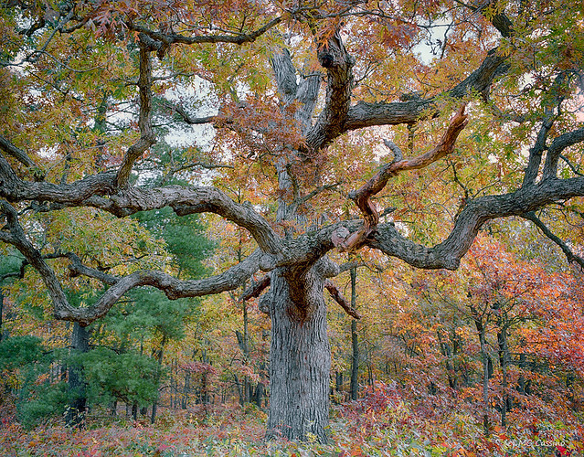 Forgotten Oak