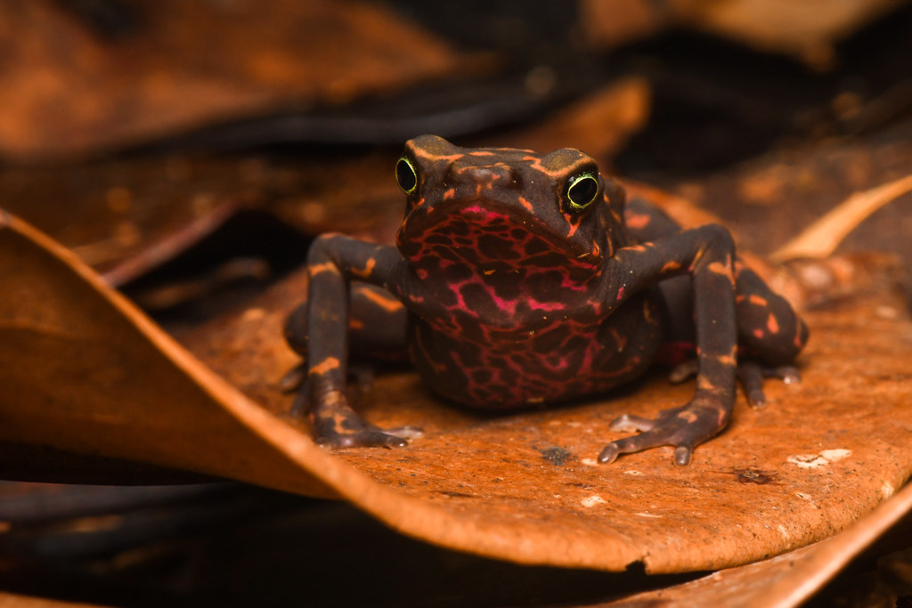 Harlequin toad (Atelopus flavescens)