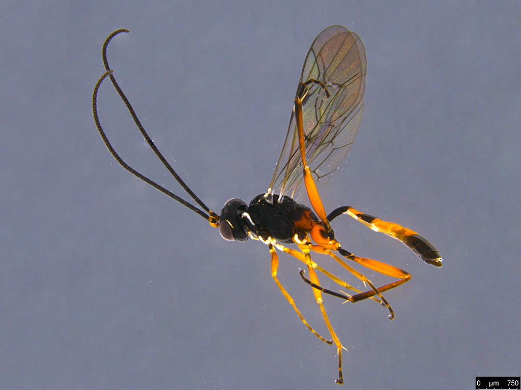 4a - Ichneumonidae sp.