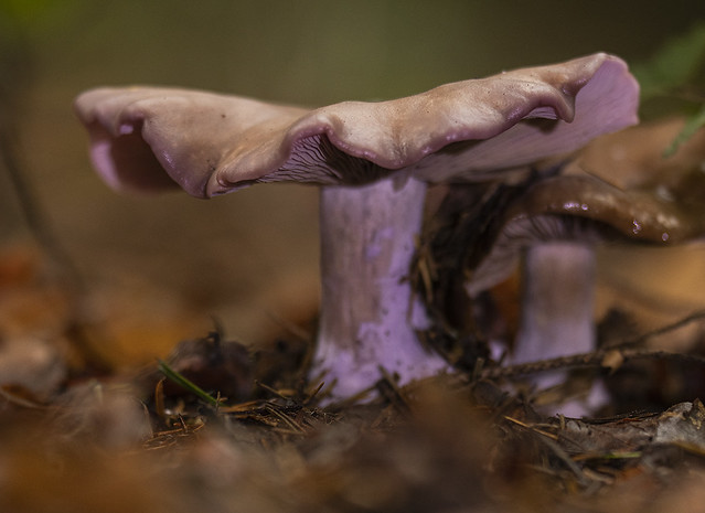 Amethistzwam - Amethyst Fungus