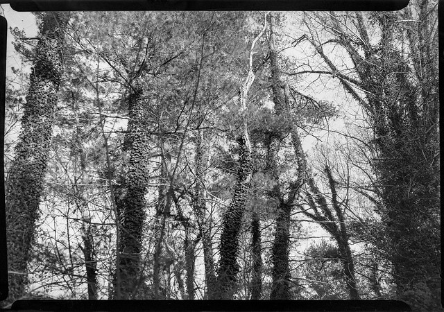 looking up tree tops II, ivy-covered tree trunks, late light, Beaver Lake Bird Sanctuary, Asheville, NC, Graflex Crown Graphic 2x3, Schneider-Kreuznach Xenar 105mm f-4.5, Arista.Edu 400, Ilford Ilfosol 3 developer, 11.11.21