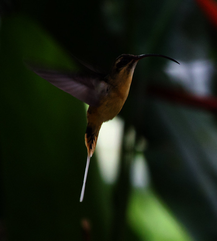 Tawny-bellied Hermit_Phaethornis syrmatophorus_Ascanio_W Andes Colombia_DZ3A7369
