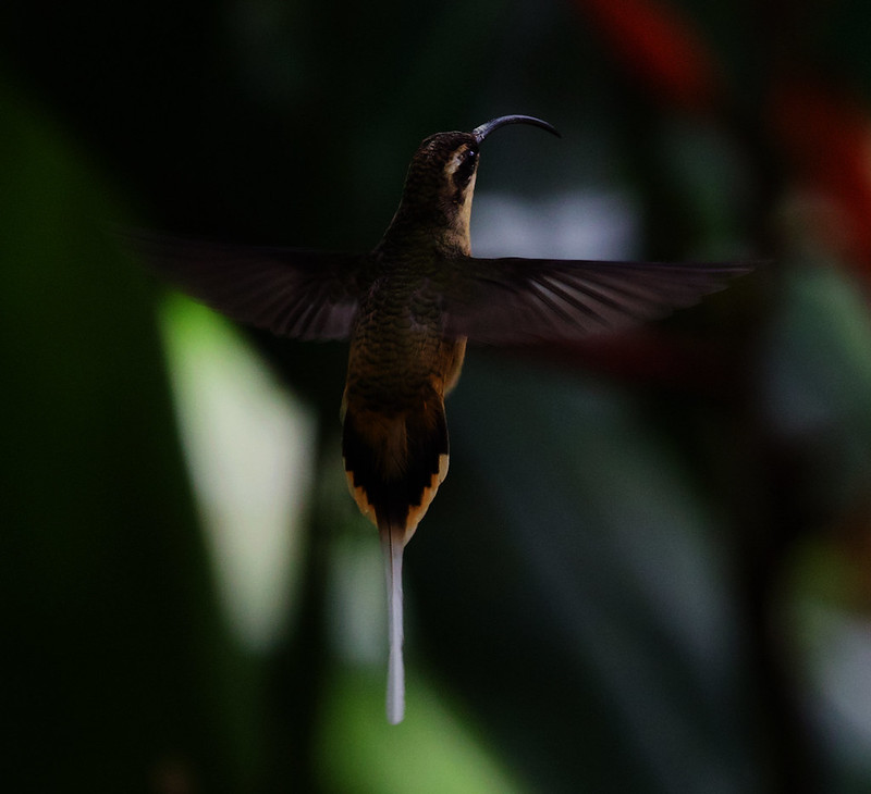 Tawny-bellied Hermit_Phaethornis syrmatophorus_Ascanio_W Andes Colombia_DZ3A7365