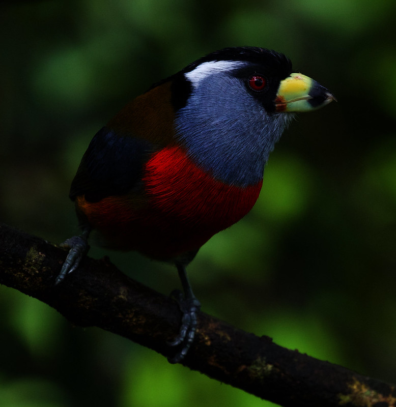 Toucan Barbet_Semnornis ramphastinus_Ascanio_W Andes Colombia_DZ3A7805