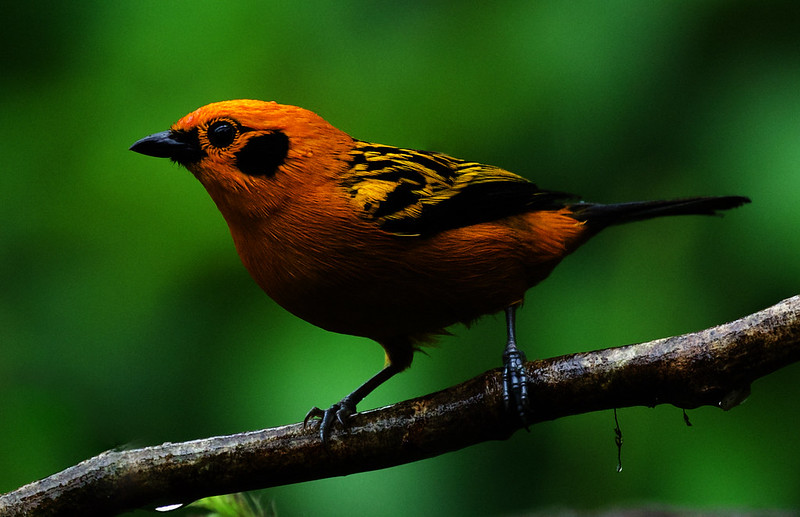 Golden tanager-TAngara arthus_Ascanio_W Andes Colombia_DZ3A6941