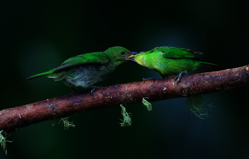 Green Honeycreeper-Chlorophanes spiza_Ascanio_W Andes Colombia_