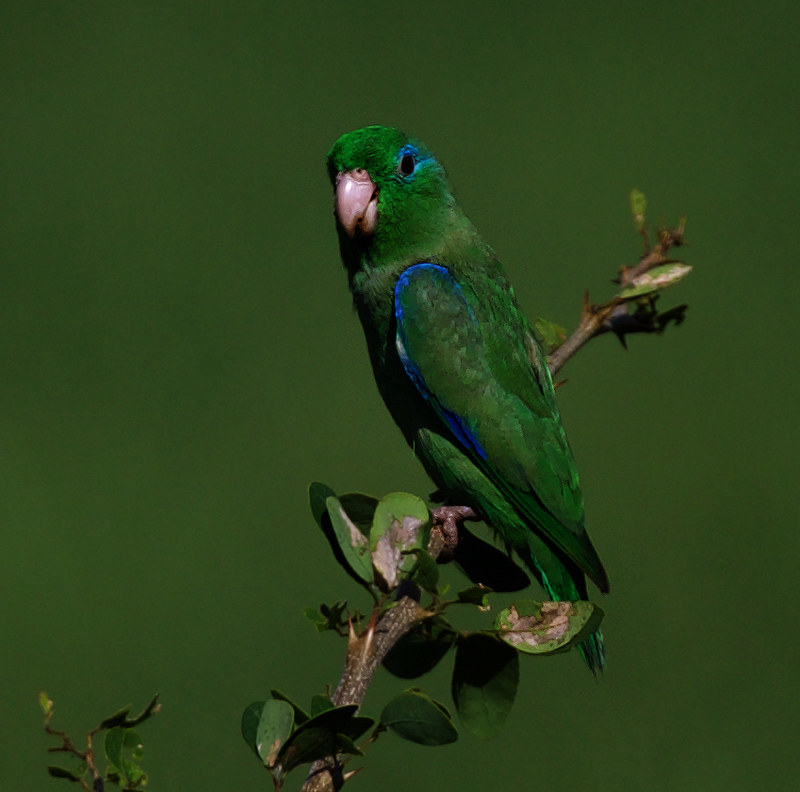 Spectacled Parrotlet_Ascanio_Colombia_DZ3A5523