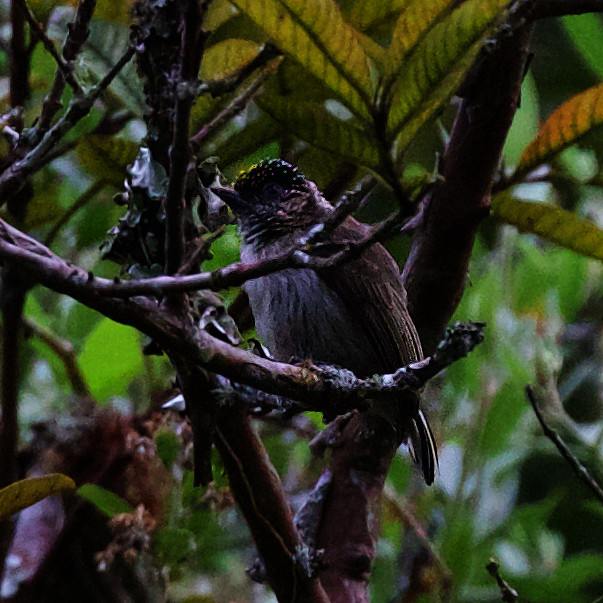 Grayish Piculet_Ascanio_Colombia_DZ3A5718