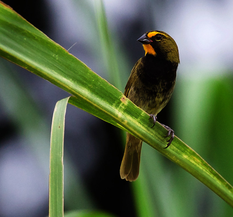 Yellow-faced Grassquit_Tiaris olivaceus_Ascanio_W Andes Colombia_DZ3A5806