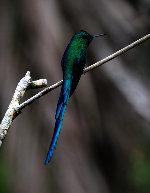 Long-tailed Sylph_Aglaiocercus kingi_W Andes Colombia_DZ3A6574