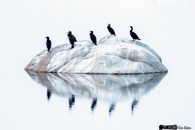 Cormoranes- Great cormorans