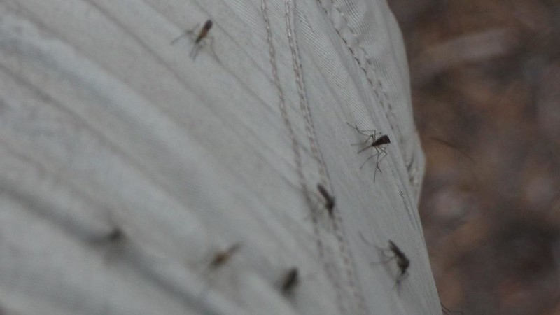 Swarm of mosquitos on my pants - I'd been hiking non-stop for two hours outracing them and paused for 30 seconds