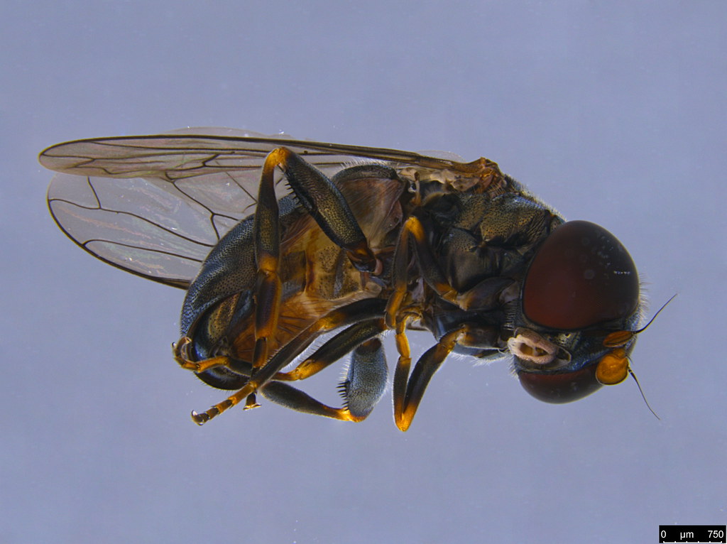 3b - Diptera sp.