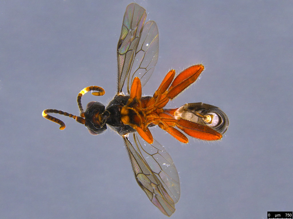 8e - Ichneumonidae sp.