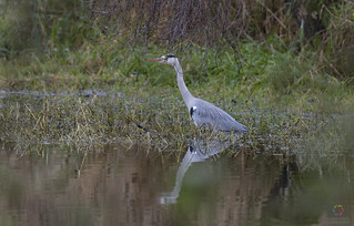 Grey egret  > <  Graureiher