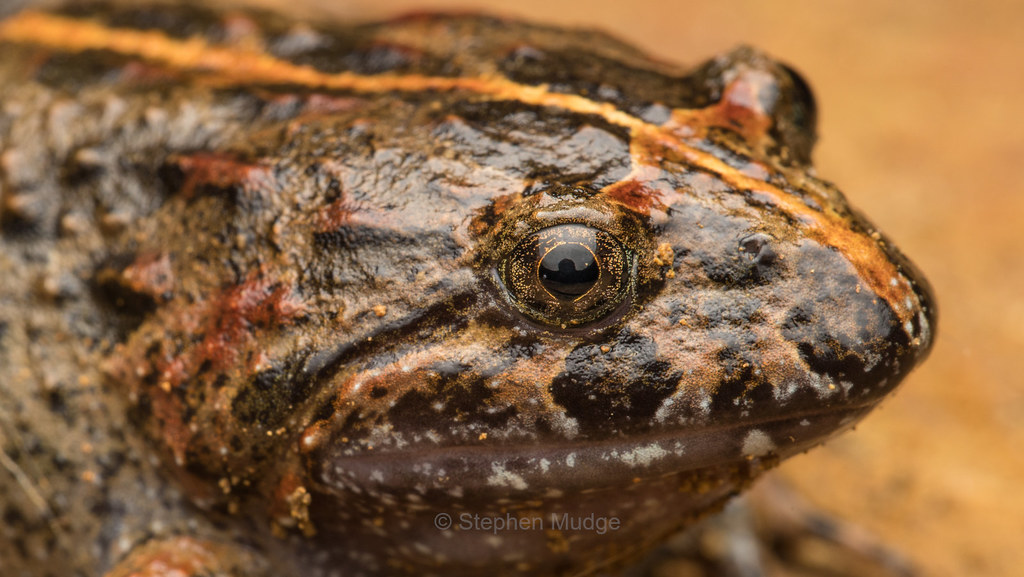 Tusked Frog (Adelotus brevis)
