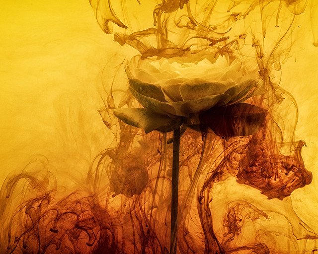 From the Series Submerged: Ranuculus Redux