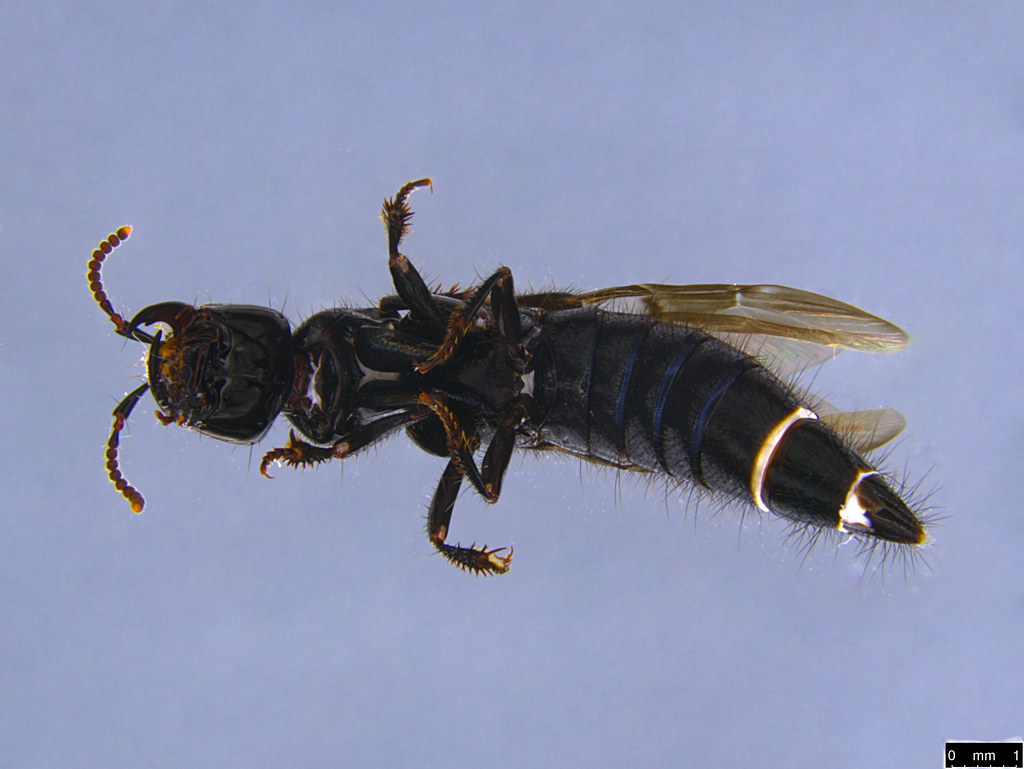 2c - Staphylinidae sp.