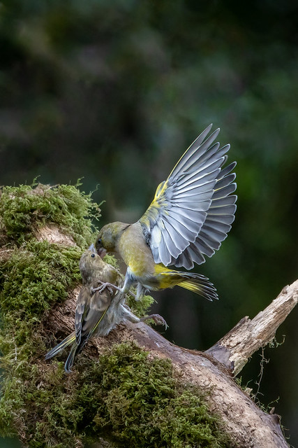 Two Greenfinches Fighting on a Branch