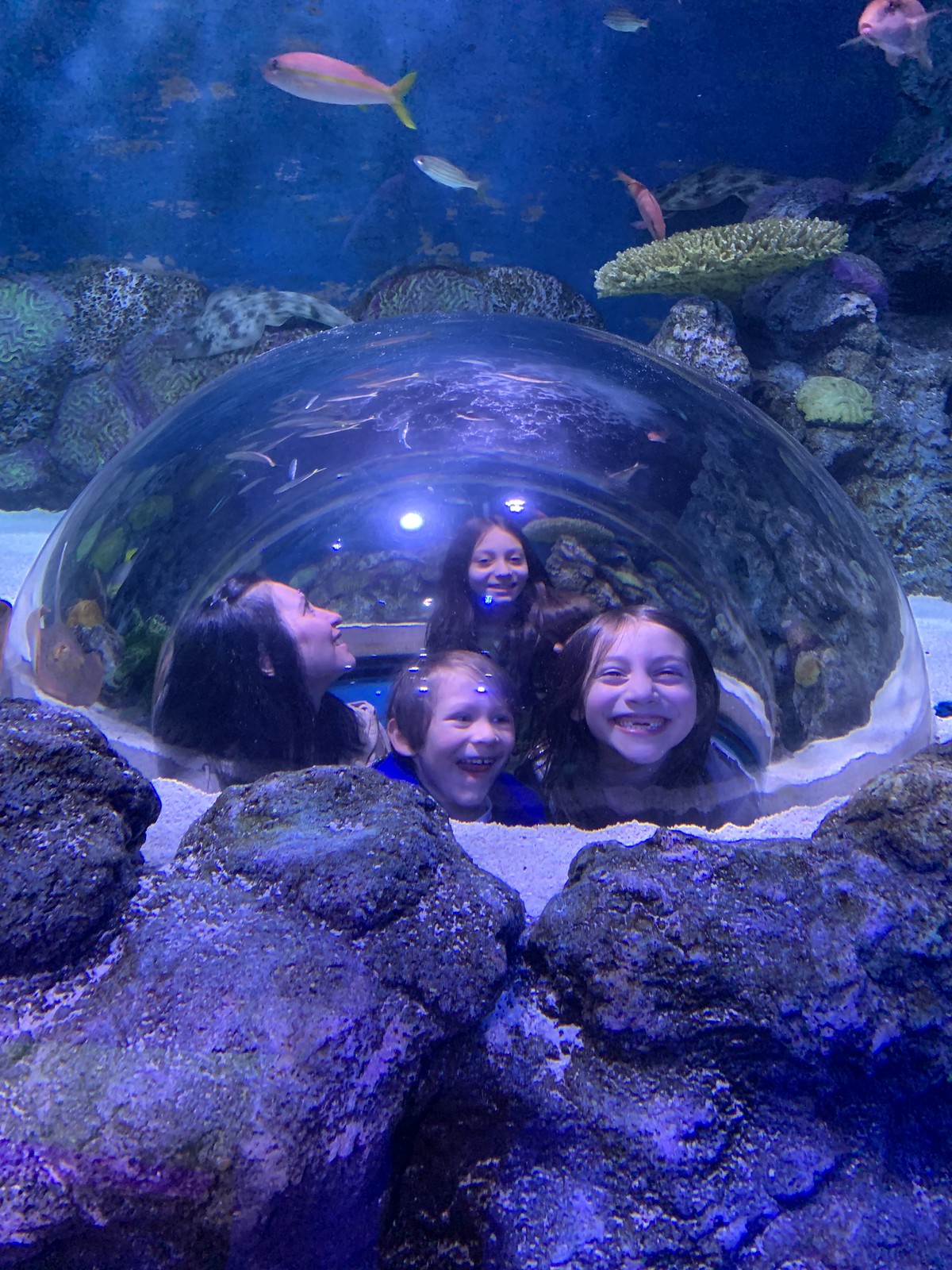 Visiting the Aquarium on the Boardwalk in Branson, MO on Work it Mommy blog