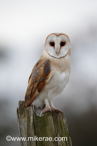 Barn owl looking alert on post, mid morning. December Suffolk. Tyto alba | by mikejrae