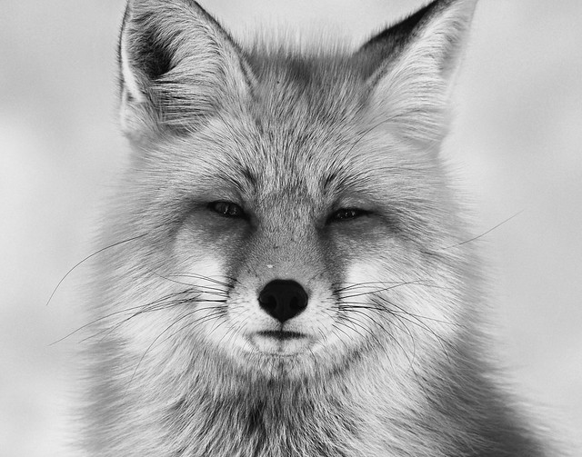 Red Fox in Black and White - 2214b