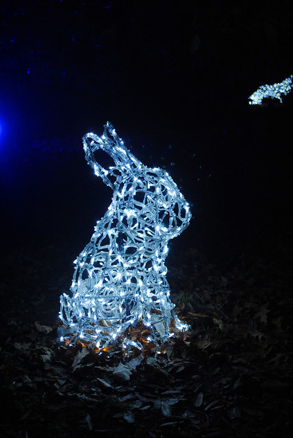 Rabbit in the lights