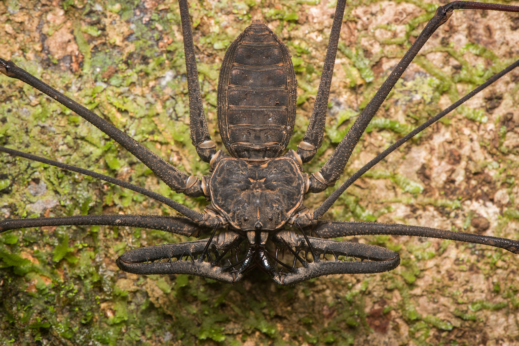 Whip-spider (Heterophrynus longicornis)