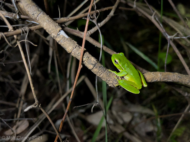 Leaf-green Stream Frog (Litoria phyllochroa)