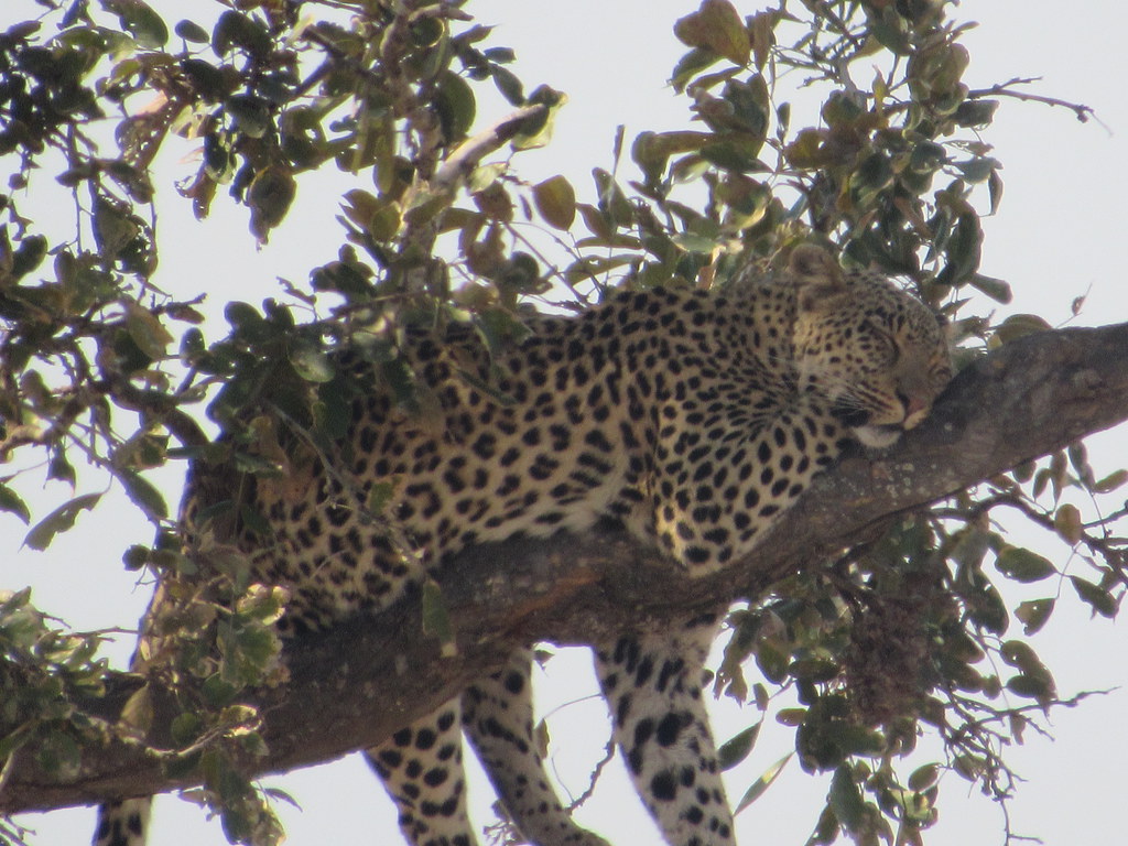 Leopard having a nap