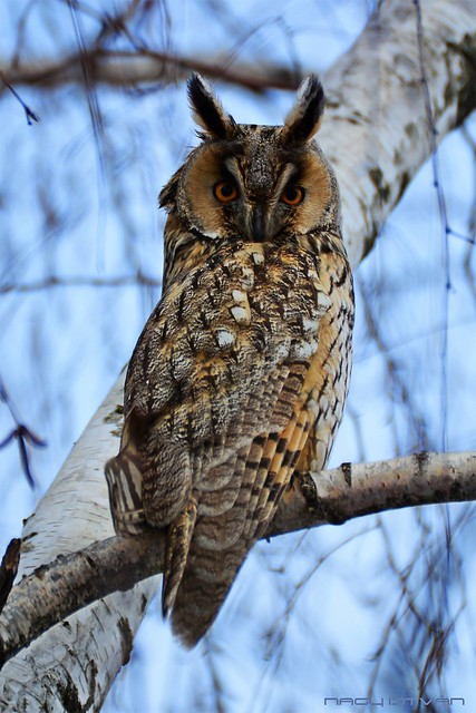 Long-eared Owl resting in a tree #20 - Túrkeve