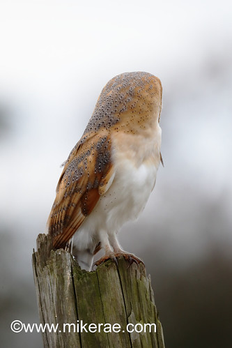 Barn owl looking back alert on post, mid morning. December Suffolk. Tyto alba | by mikejrae