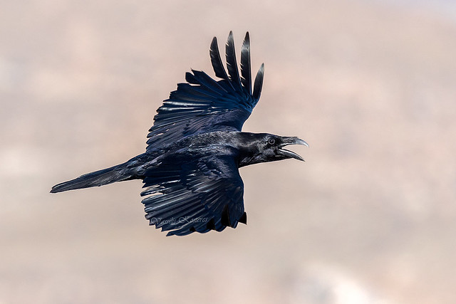 Corvus corax, Κόρακας, Common raven