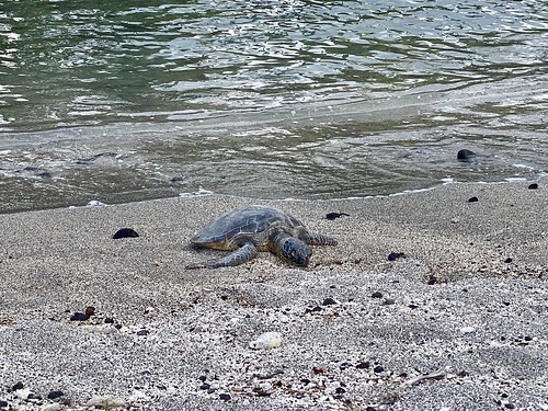 Obligatory sea turtle photo