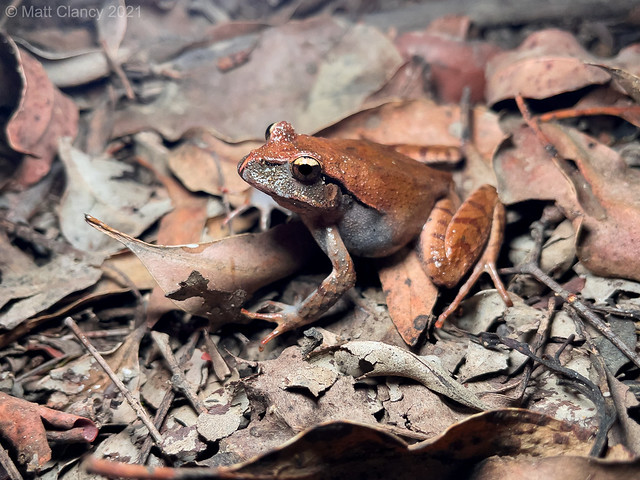 Sandpaper Frog (Lechriodus fletcheri)