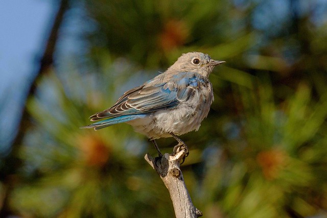 IMG_7249 fledging mountain bluebird