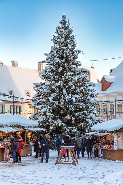 Christmas Tree in Tallinn Town Hall Square