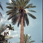 Tunisie-Tozeur palmeraie B (16)