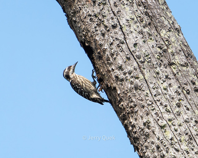 Sunda woodpecker