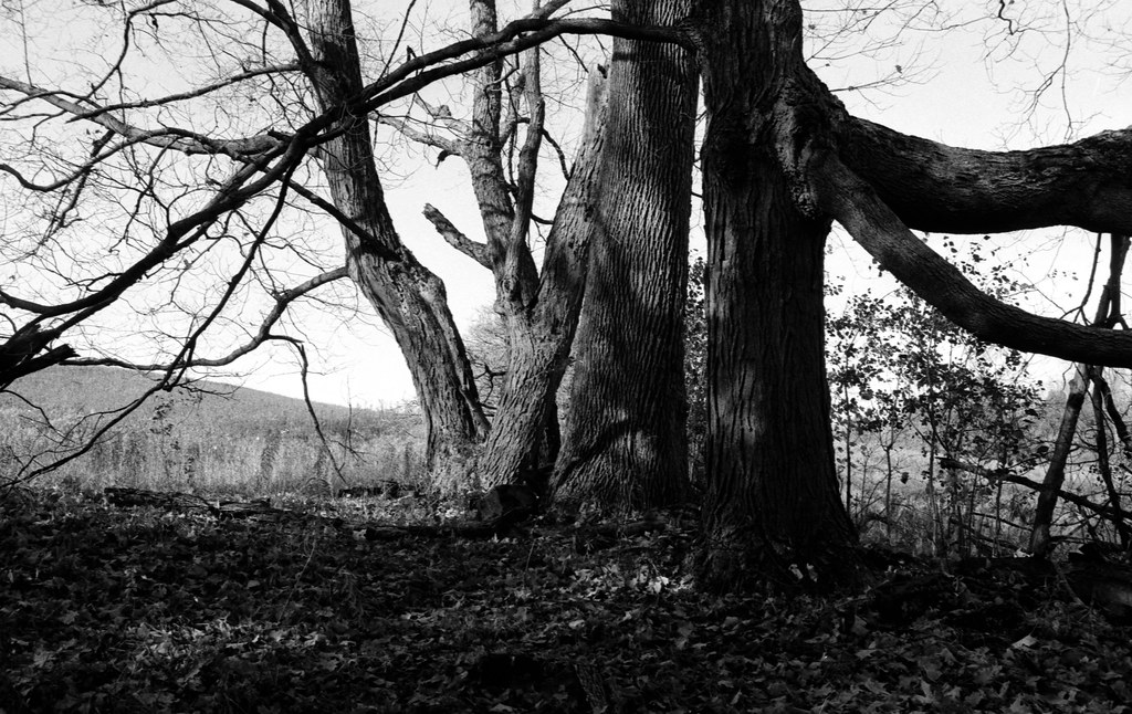 Scotsdale Farm Old Trees on the Edge of the Meadow