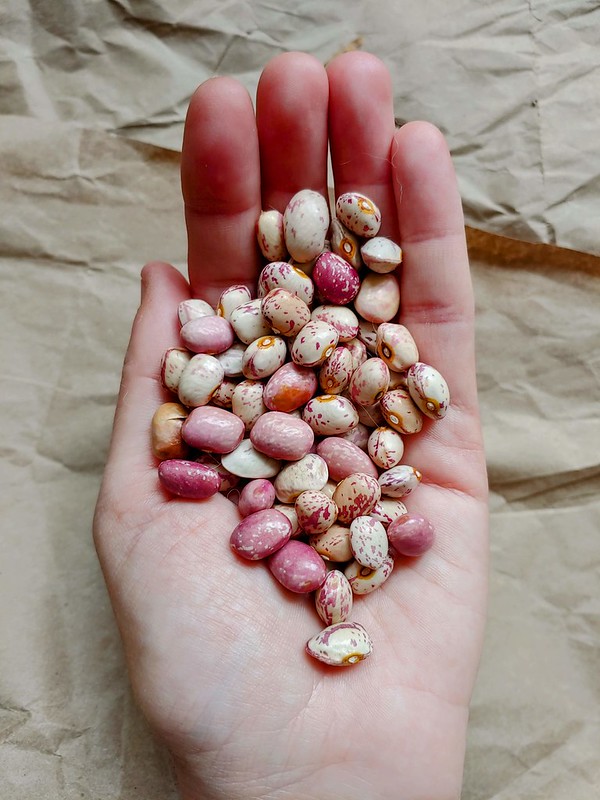 Hart's Dried French Horticultural Beans