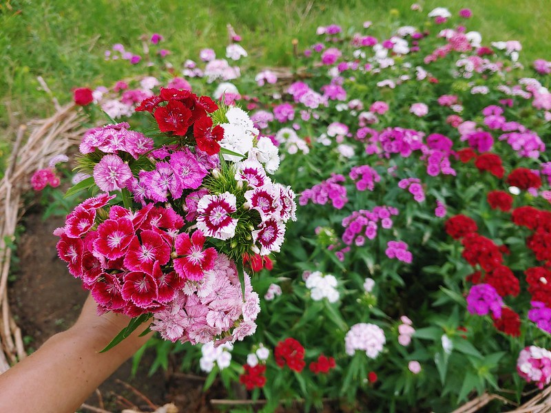 Garden Bouquet - Sweet William