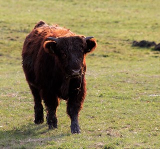 Cow in Shipley, Derbyshire