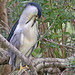 Flickr photo 'Black-crowned Night-Heron (Nycticorax nycticorax)' by: Mary Keim.