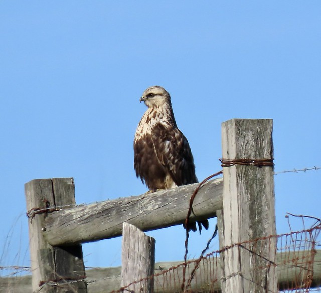 Rough-legged Hawk -adult, female